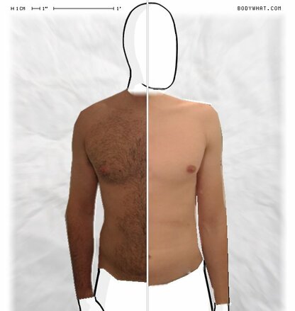 Torso Comparison