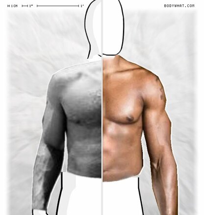 Torso Comparison