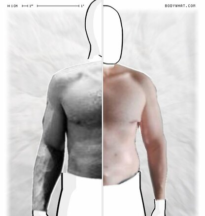 Torso Comparison