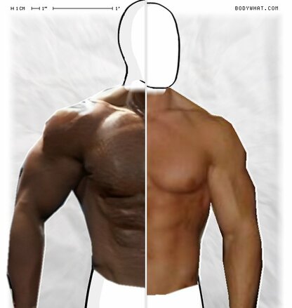 Torso Comparison