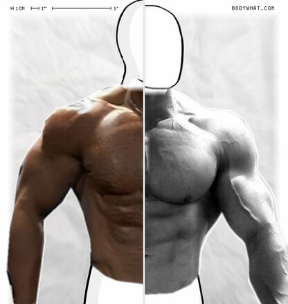 Torso Comparison