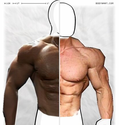 Torso Comparison