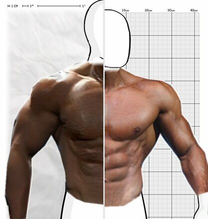 Torso Comparison