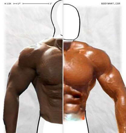 Torso Comparison