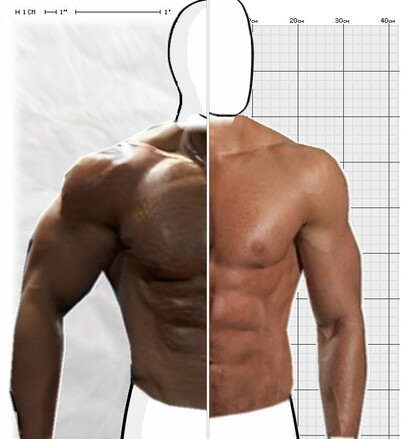 Torso Comparison