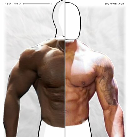 Torso Comparison