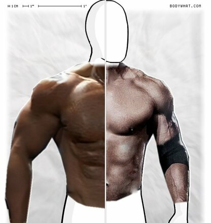 Torso Comparison