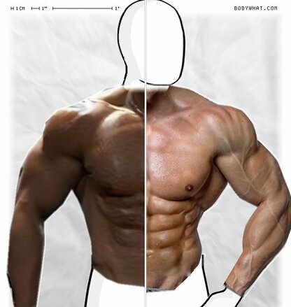 Torso Comparison