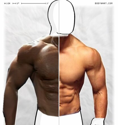 Torso Comparison