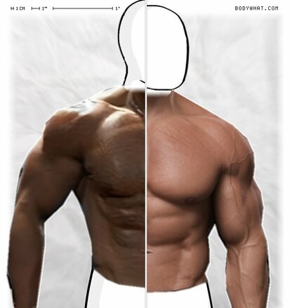 Torso Comparison