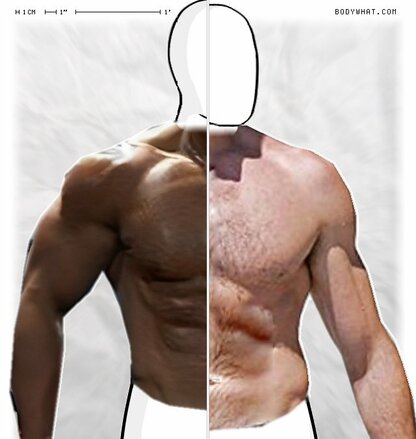 Torso Comparison