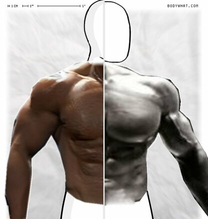 Torso Comparison