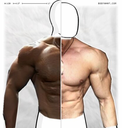 Torso Comparison