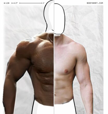 Torso Comparison