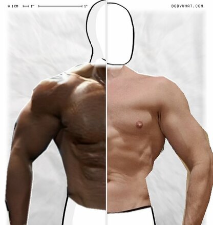 Torso Comparison