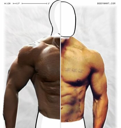 Torso Comparison