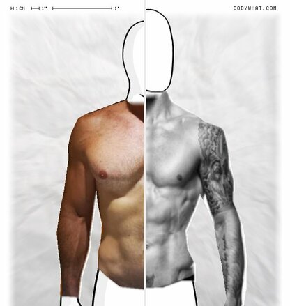 Torso Comparison