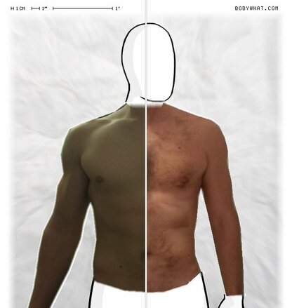 Torso Comparison