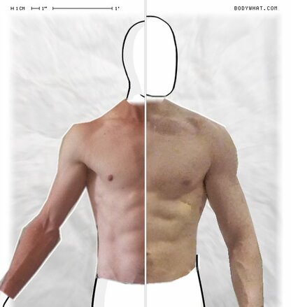 Torso Comparison