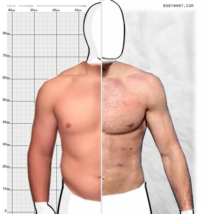 Torso Comparison