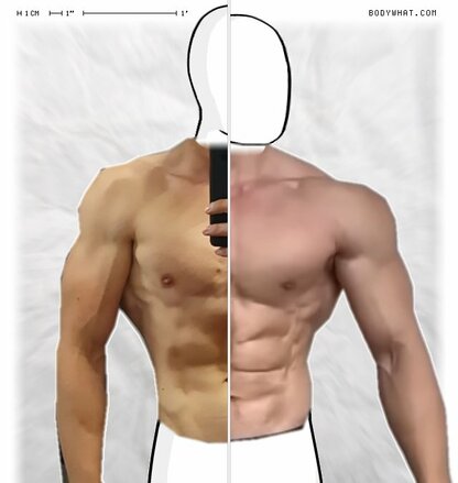 Torso Comparison