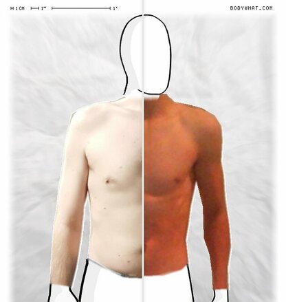 Torso Comparison