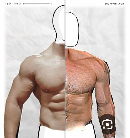 Torso Comparison