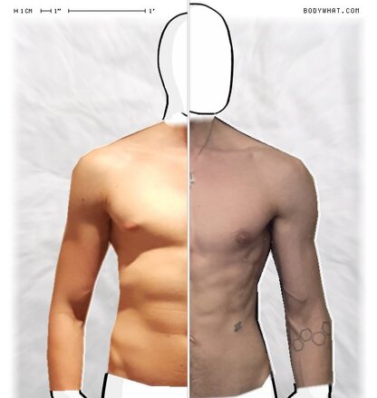 Torso Comparison