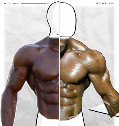 Torso Comparison