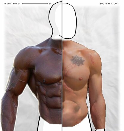 Torso Comparison