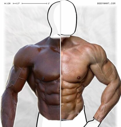 Torso Comparison