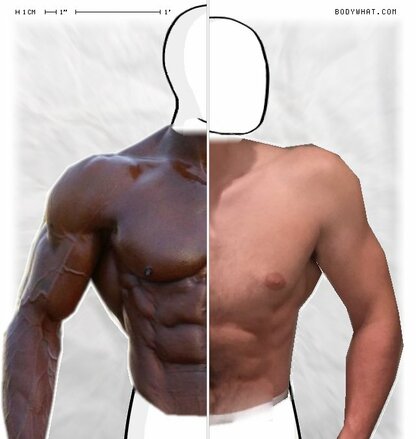 Torso Comparison