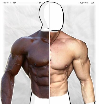 Torso Comparison