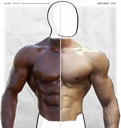 Torso Comparison