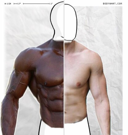 Torso Comparison