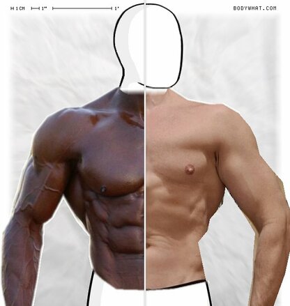 Torso Comparison