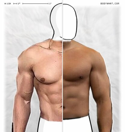 Torso Comparison