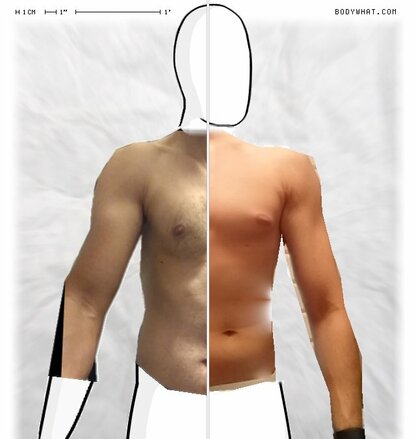 Torso Comparison