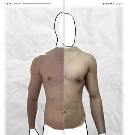 Torso Comparison