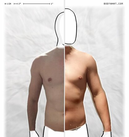 Torso Comparison