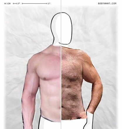 Torso Comparison