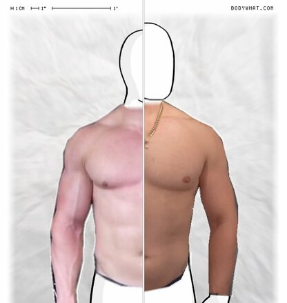 Torso Comparison