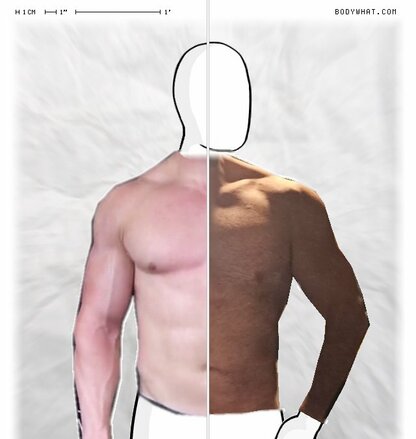 Torso Comparison