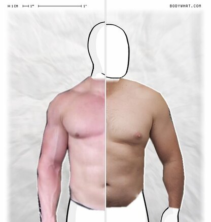 Torso Comparison