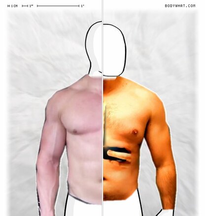 Torso Comparison