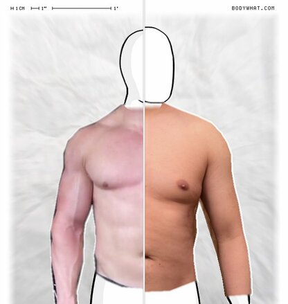 Torso Comparison