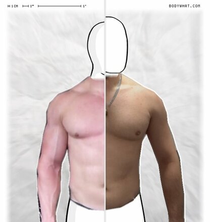 Torso Comparison