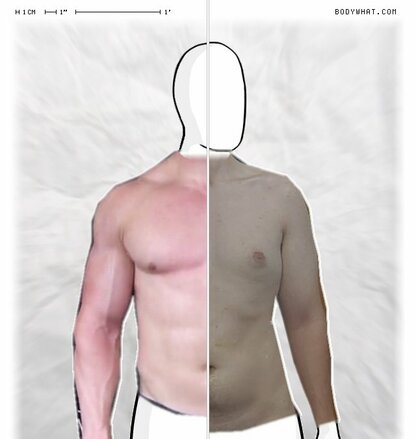 Torso Comparison