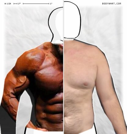 Torso Comparison