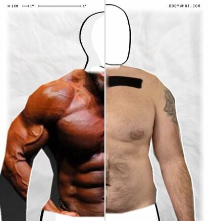 Torso Comparison